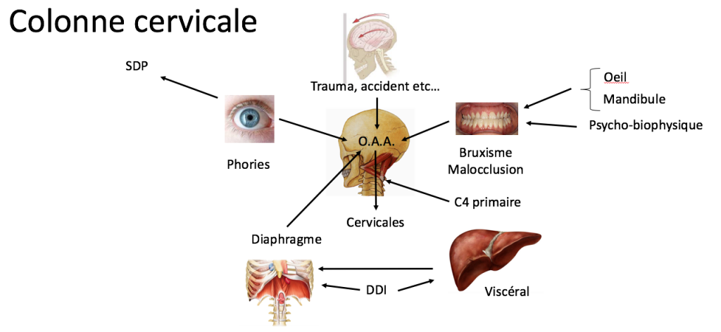Formation Ostéopathie à Nice | méthode Biomécanique Fonctionnelle Dynamique | Claude Altieri